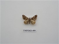 藏品(尺蛾141)的圖片